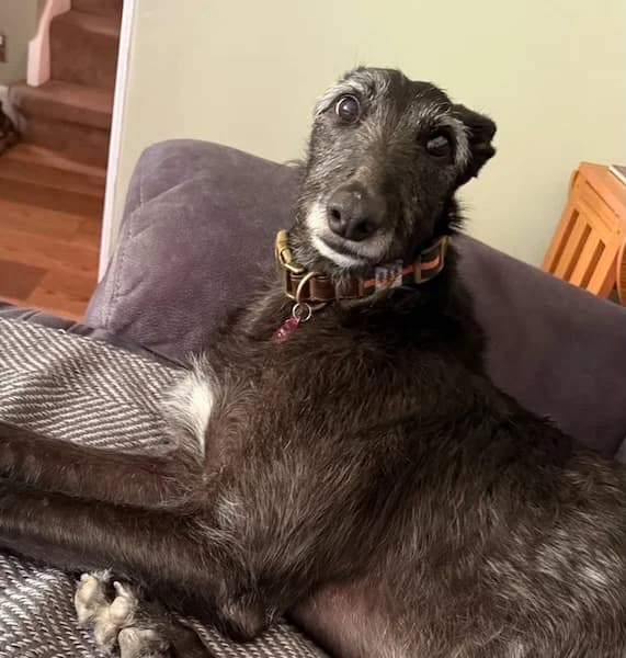 Jasper, male senior Mixed Breed for adoption at The Oldies Club
