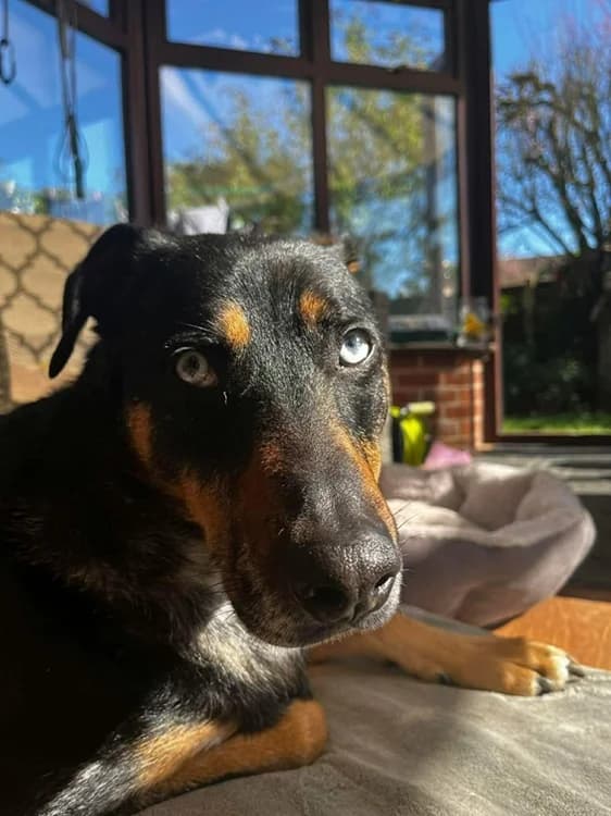 Jack, male senior Mixed Breed for adoption at The Oldies Club