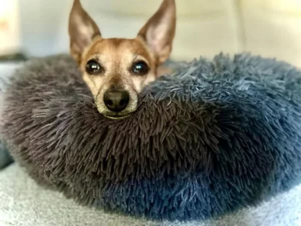 Meadow, female senior Mixed Breed for adoption at The Oldies Club