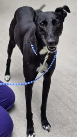Daisy, female 7yo Mixed Breed for adoption at The Oldies Club