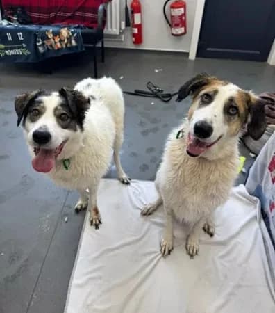 Emy and Daisy, female 6yo Mixed Breed for adoption at The Oldies Club