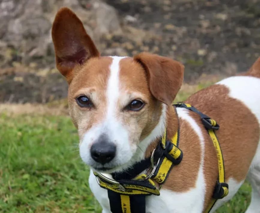 Tom, male senior Mixed Breed for adoption at The Oldies Club