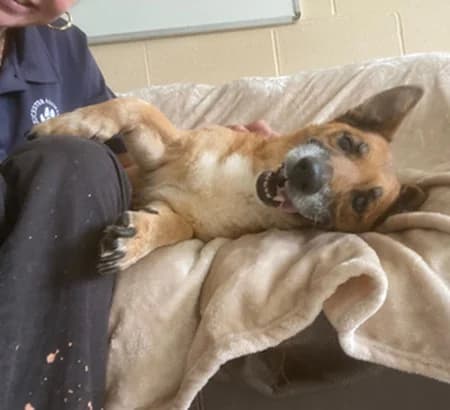 Marley, male senior Mixed Breed for adoption at The Oldies Club