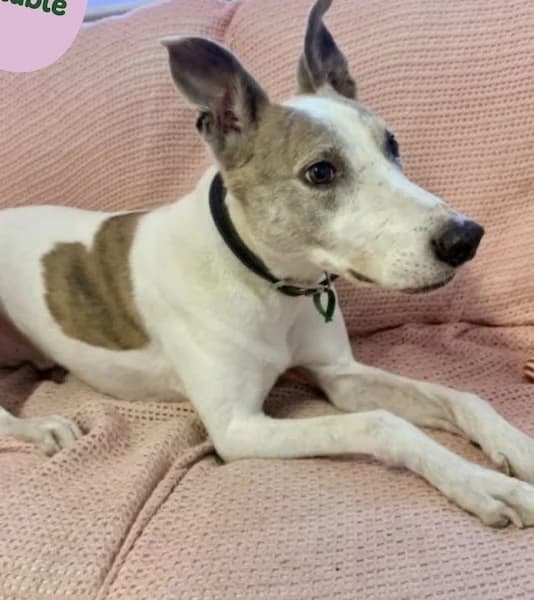 Jonah, male senior Mixed Breed for adoption at The Oldies Club