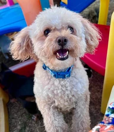 Honey, female senior Mixed Breed for adoption at The Oldies Club