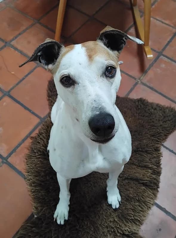 Lovely Lurcher Blue, female senior Mixed Breed for adoption at The Oldies Club