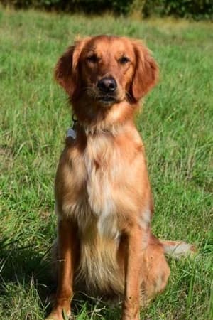 Honey, female senior Mixed Breed for adoption at The Oldies Club
