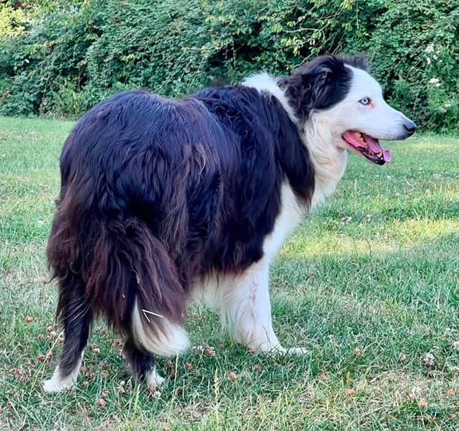 Dexter, male senior Mixed Breed for adoption at The Oldies Club