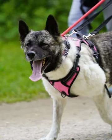 Matilda, female 7yo Mixed Breed for adoption at The Oldies Club