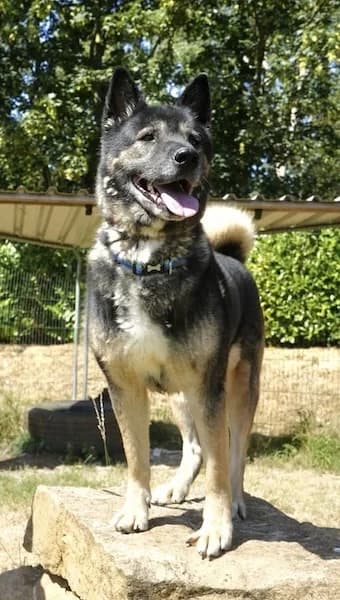 Sky, female senior Mixed Breed for adoption at The Oldies Club