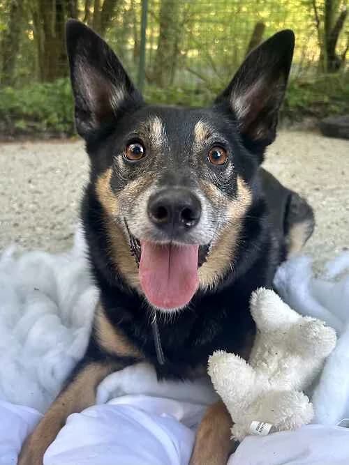 Dancer, male senior Mixed Breed for adoption at The Oldies Club