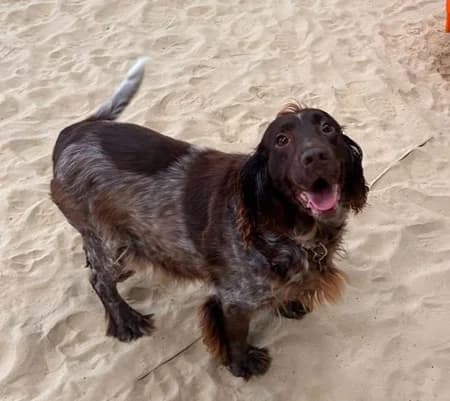 Bonnie, female senior Mixed Breed for adoption at The Oldies Club