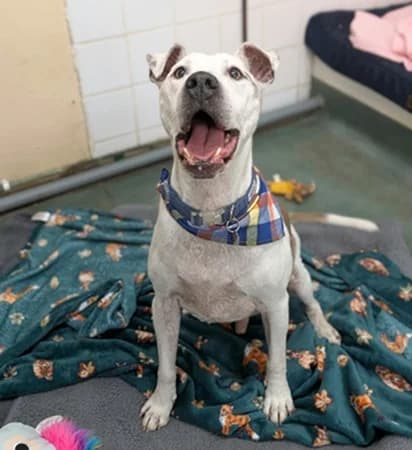 Beau, male senior Mixed Breed for adoption at The Oldies Club