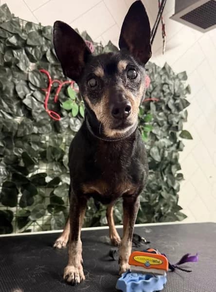 Louis, male senior Mixed Breed for adoption at The Oldies Club