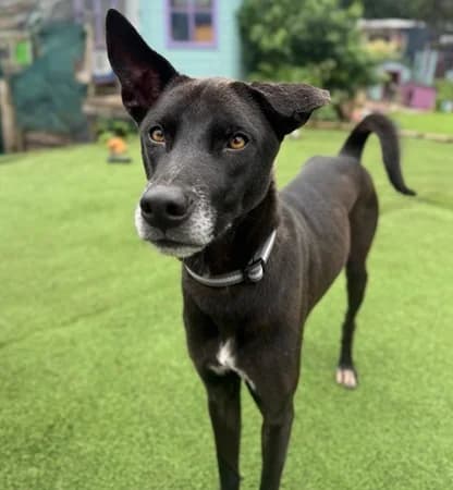 Songlar, male senior Mixed Breed for adoption at The Oldies Club