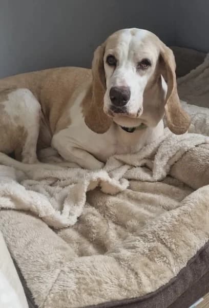 Roma, female senior Mixed Breed for adoption at The Oldies Club