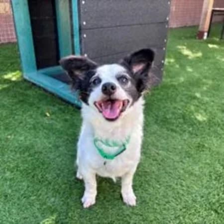 Lola, female senior Mixed Breed for adoption at The Oldies Club