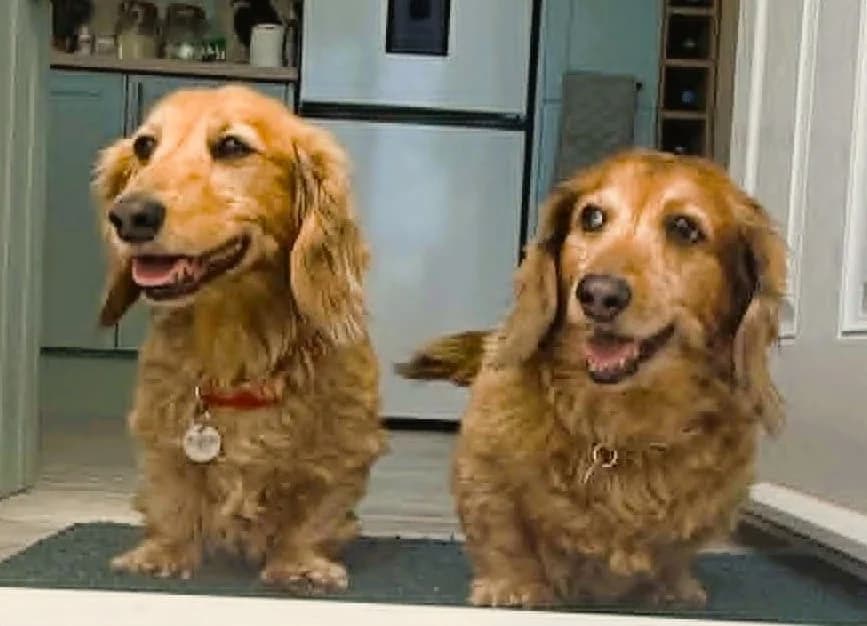 Chloe Milly, Dachshund Duo, female senior Mixed Breed for adoption at The Oldies Club