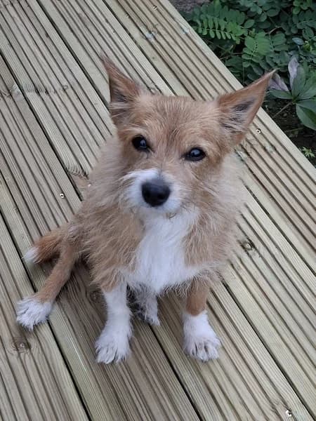 Adorable Miss Jerry, female senior Mixed Breed for adoption at The Oldies Club