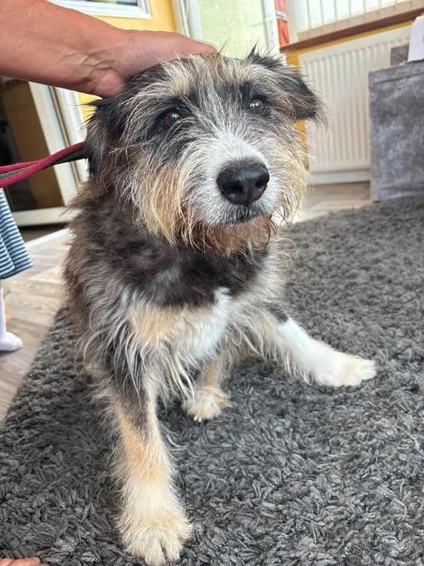 Raggie, male senior Mixed Breed for adoption at The Oldies Club
