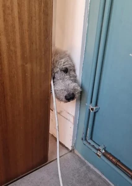 Ollie the Beautiful Bedlington, male senior Mixed Breed for adoption at The Oldies Club