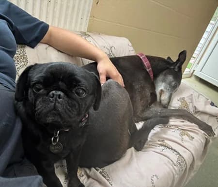 Jetts and Flump, female senior Mixed Breed for adoption at The Oldies Club
