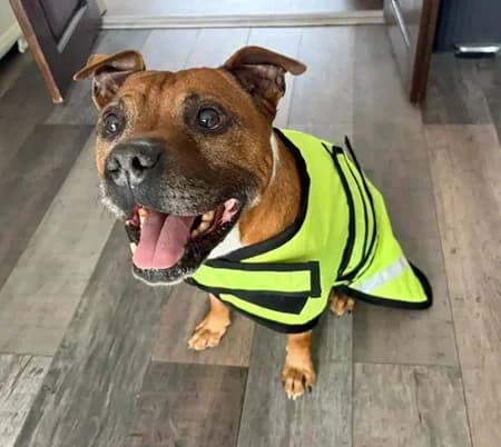 Yumi, male senior Mixed Breed for adoption at The Oldies Club