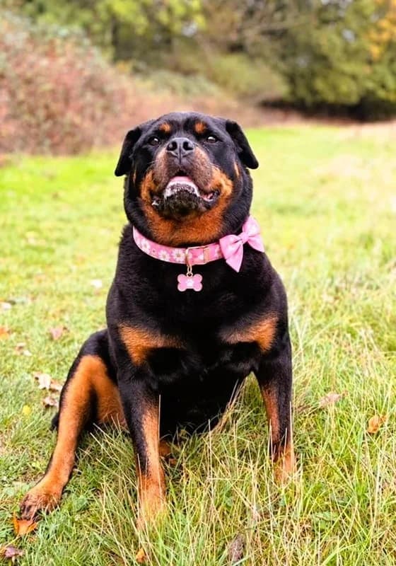 Kimi, female senior Mixed Breed for adoption at The Oldies Club