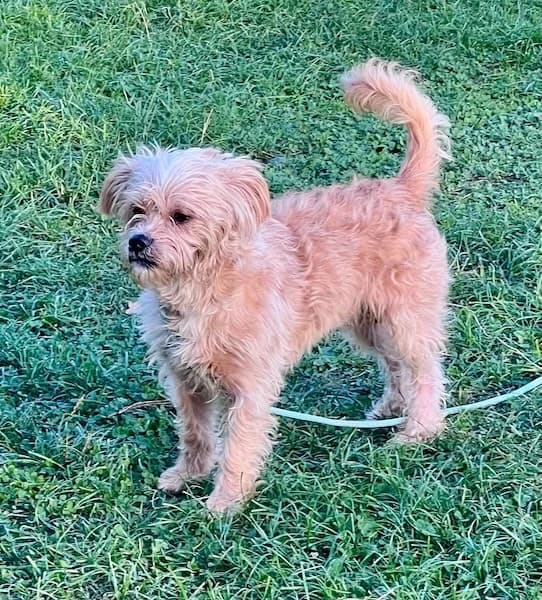 Hector, male 7yo Mixed Breed for adoption at The Oldies Club