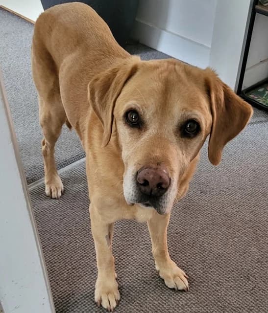 Devoted Digger, male senior Mixed Breed for adoption at The Oldies Club