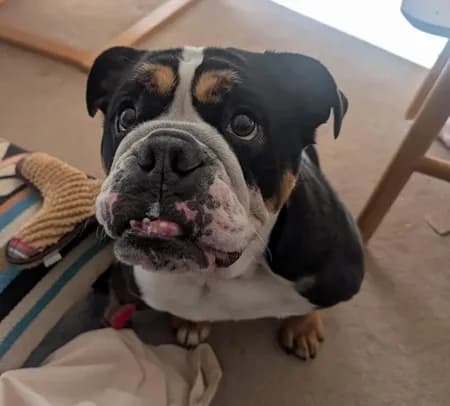 Hetty, female Mixed Breed for adoption at The Oldies Club