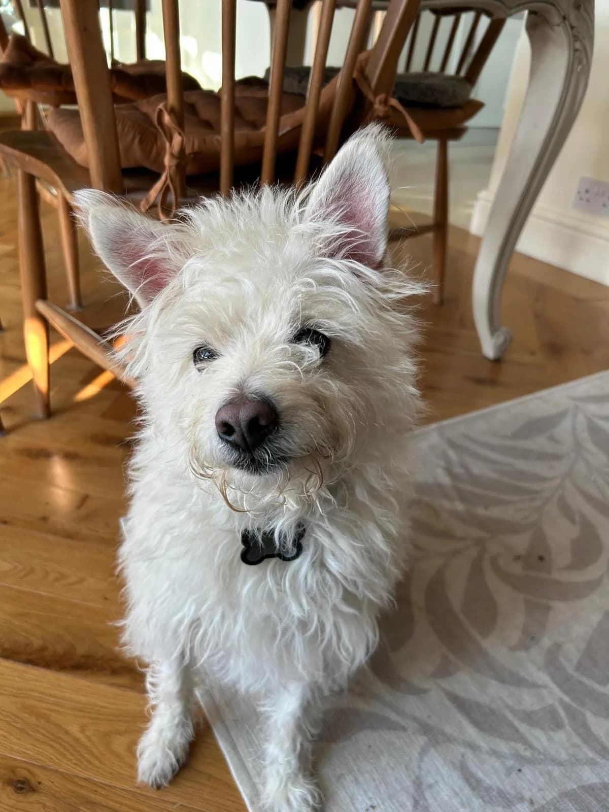 Billy, male 6yo mixed breed for adoption at One Wish Dog Foundation