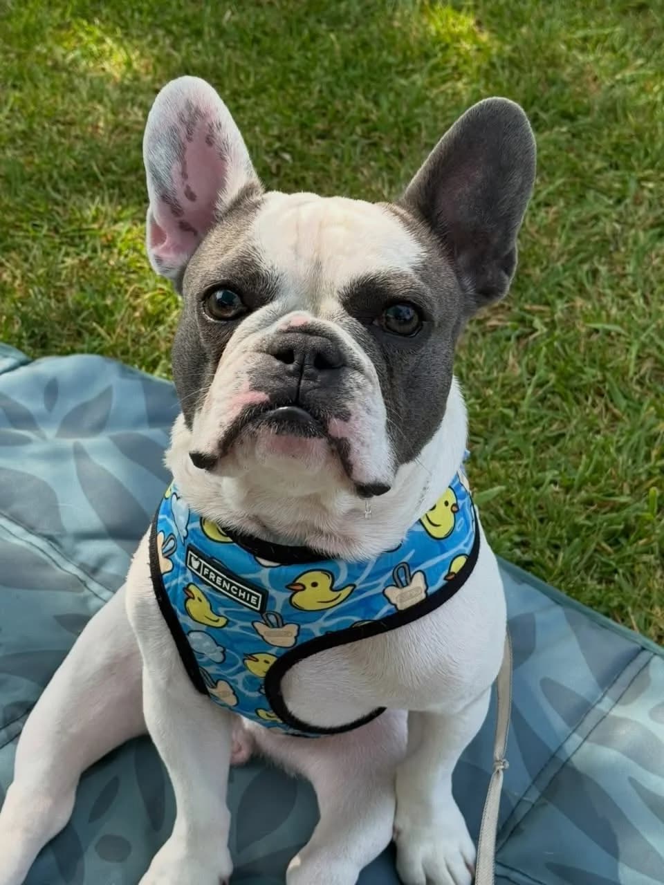 Freddie, male 3yo French Bulldog for adoption at One Wish Dog Foundation