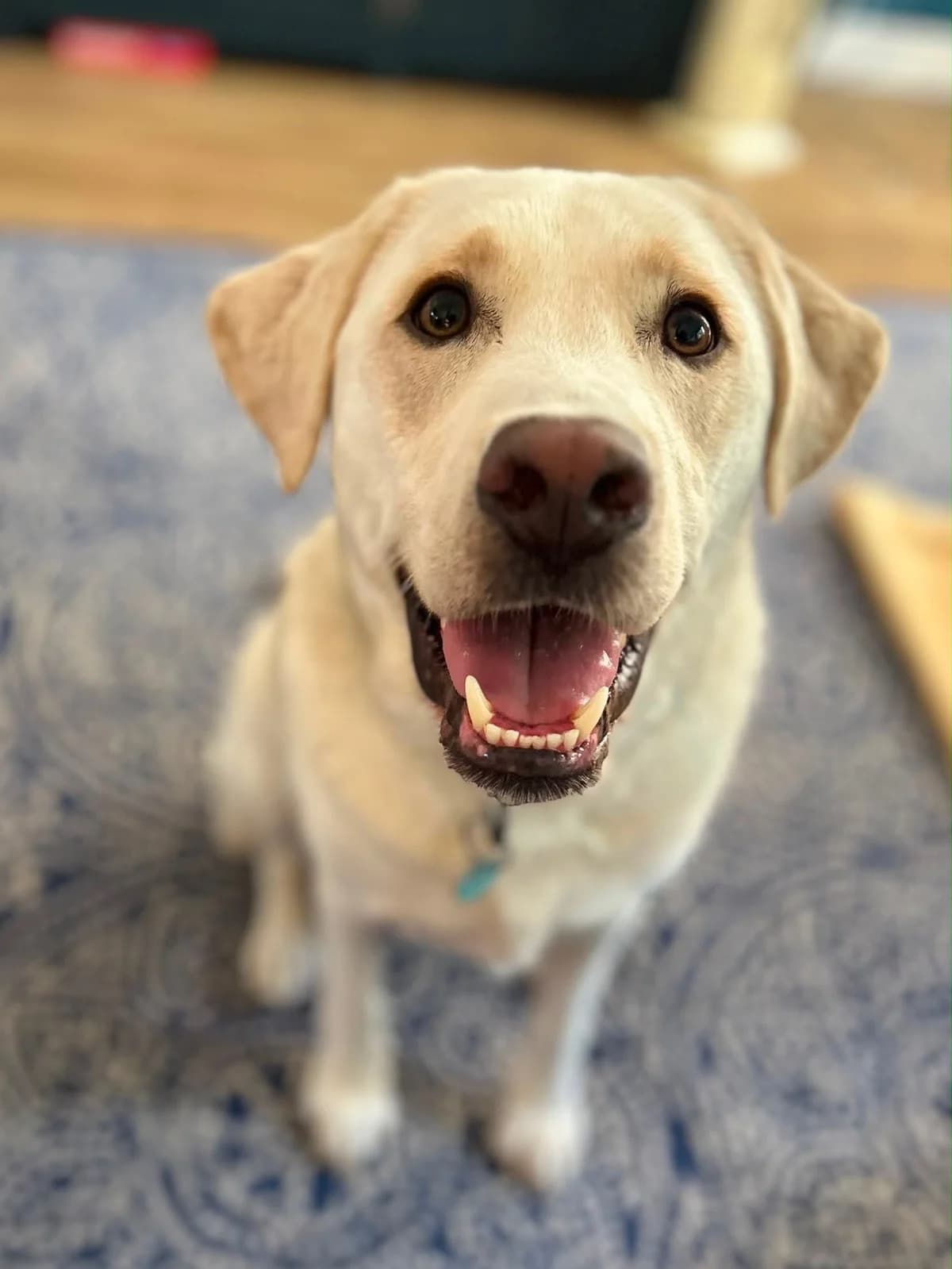 Jeff, male 3yo Labrador Retriever for adoption at One Wish Dog Foundation