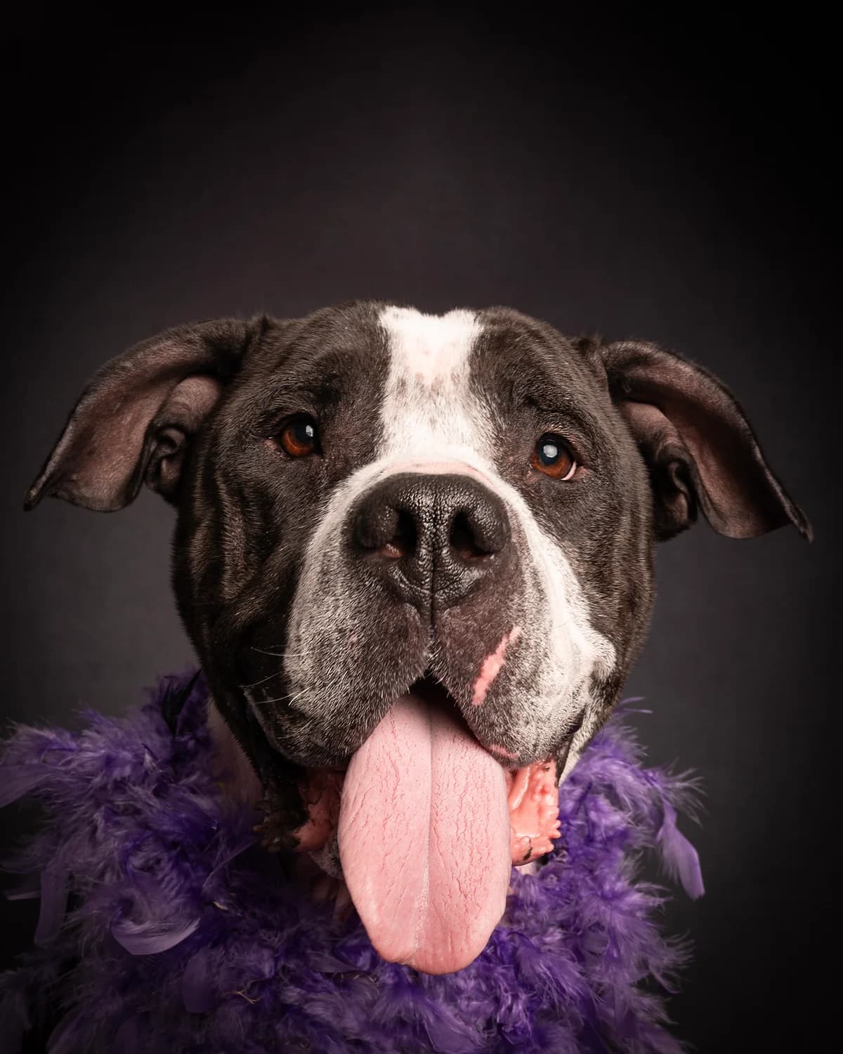 Tally, female 6yo English Bulldog for adoption at One Wish Dog Foundation