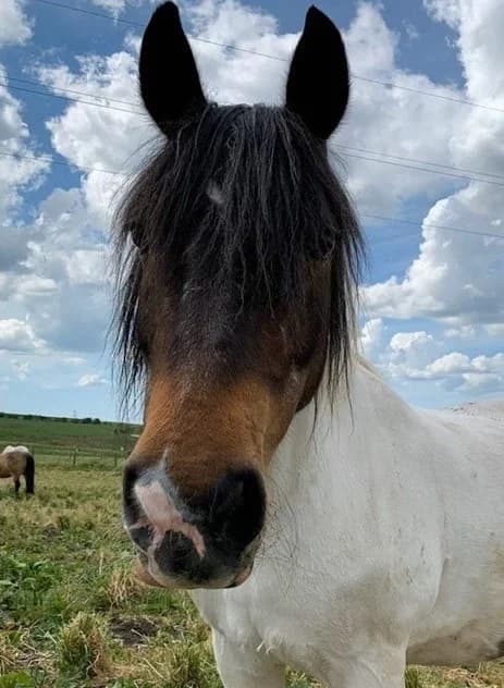 Bryony, Mixed Breed for adoption at A.W.L.N. Foals and Horses Sanctuary