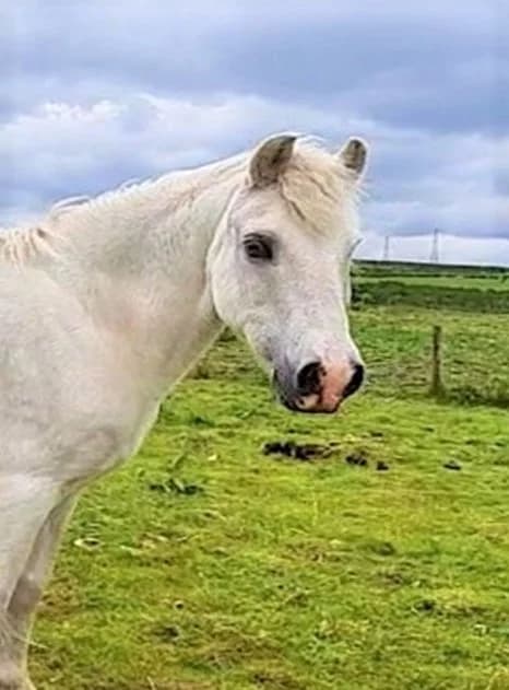 Charlie, Mixed Breed for adoption at A.W.L.N. Foals and Horses Sanctuary