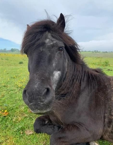 Delboy, Mixed Breed for adoption at A.W.L.N. Foals and Horses Sanctuary
