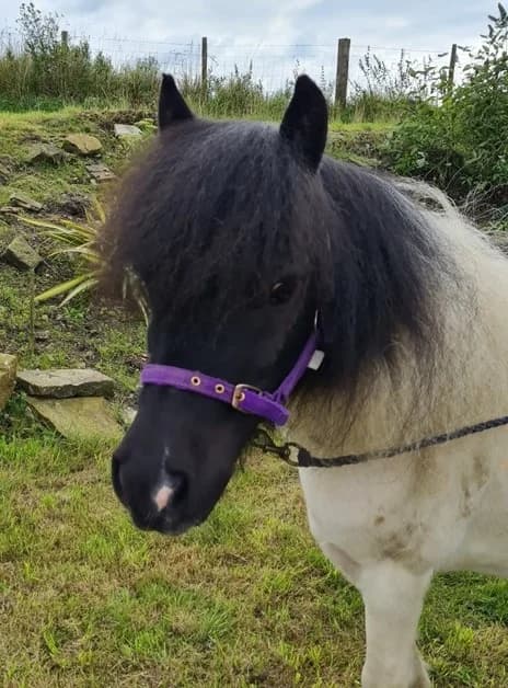 Dinky, Mixed Breed for adoption at A.W.L.N. Foals and Horses Sanctuary
