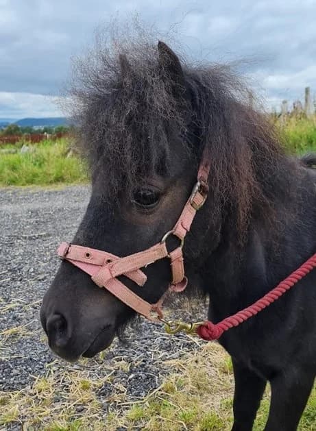 Dusty, Mixed Breed for adoption at A.W.L.N. Foals and Horses Sanctuary