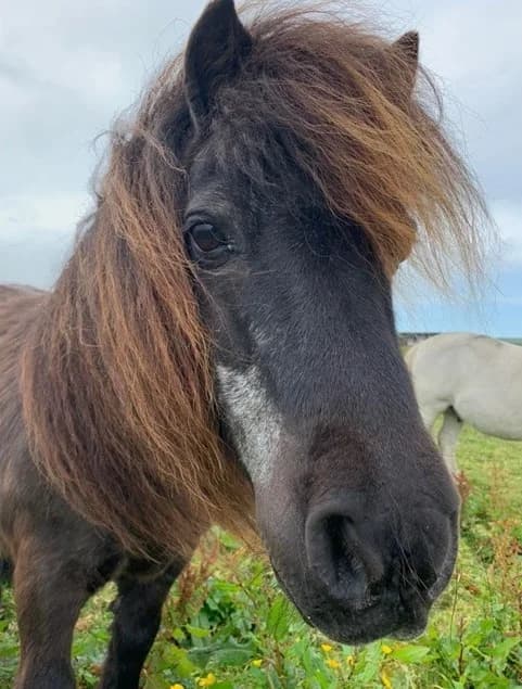 Fella, Mixed Breed for adoption at A.W.L.N. Foals and Horses Sanctuary