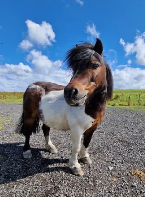 Henley, Mixed Breed for adoption at A.W.L.N. Foals and Horses Sanctuary