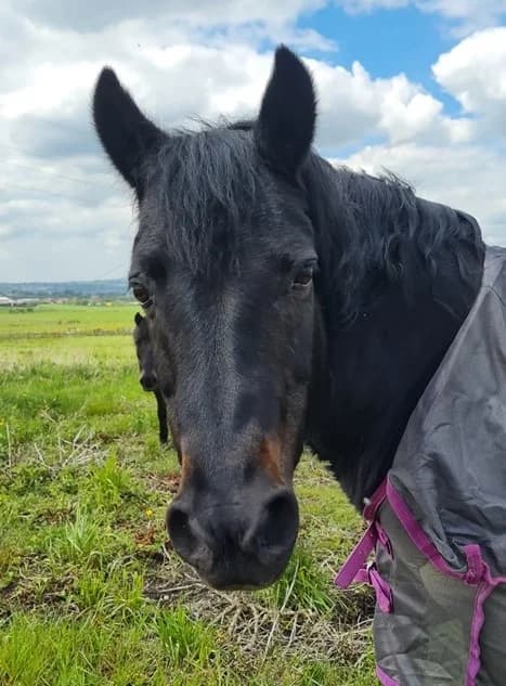 Jane, Mixed Breed for adoption at A.W.L.N. Foals and Horses Sanctuary