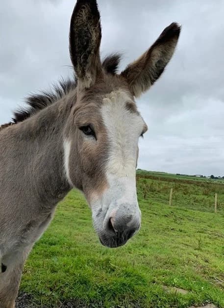 Merlin, Mixed Breed for adoption at A.W.L.N. Foals and Horses Sanctuary