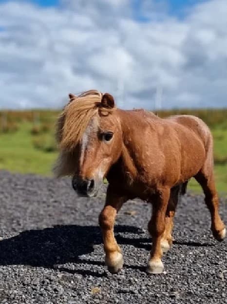 Morgan, Mixed Breed for adoption at A.W.L.N. Foals and Horses Sanctuary