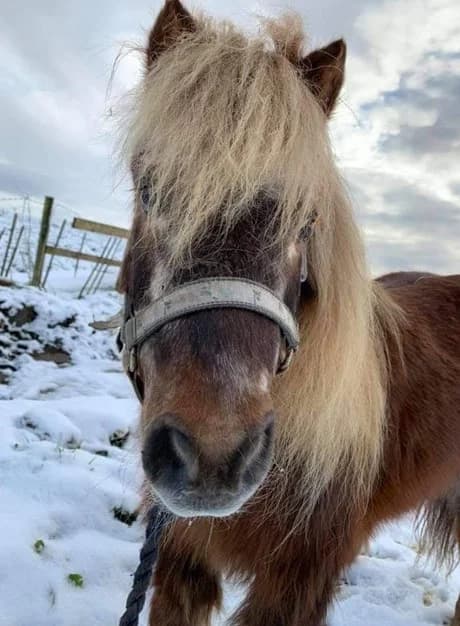 Neap, Mixed Breed for adoption at A.W.L.N. Foals and Horses Sanctuary