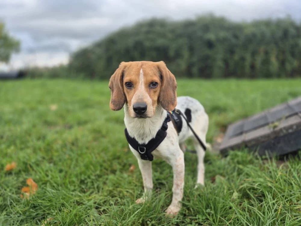 Apple, female Mixed Breed for adoption at Oxfordshire Animal Sanctuary
