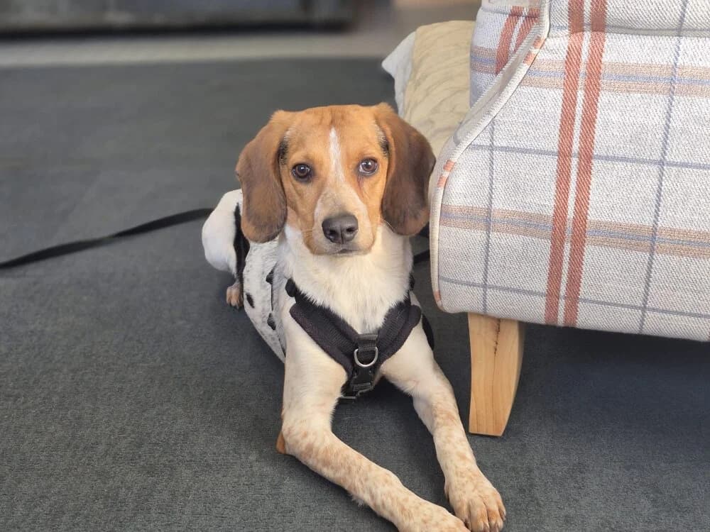 Apple, female Mixed Breed for adoption at Oxfordshire Animal Sanctuary