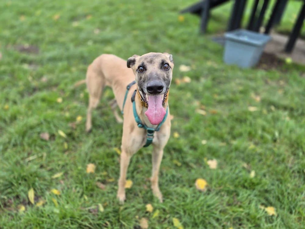 Swift, male Mixed Breed for adoption at Oxfordshire Animal Sanctuary