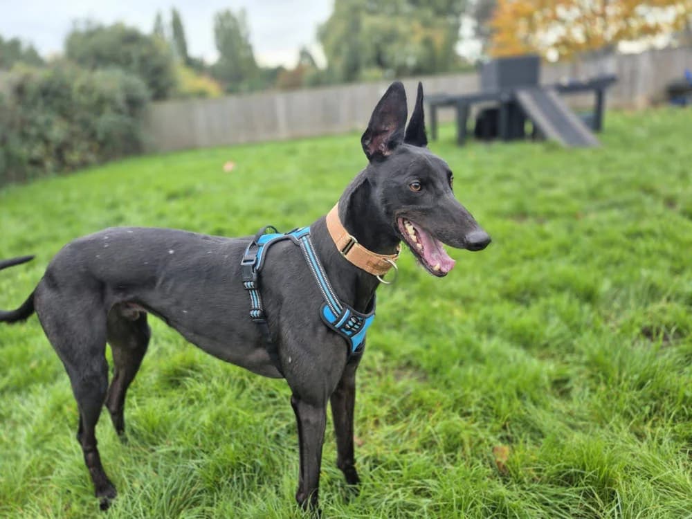 Ollie, female Mixed Breed for adoption at Oxfordshire Animal Sanctuary